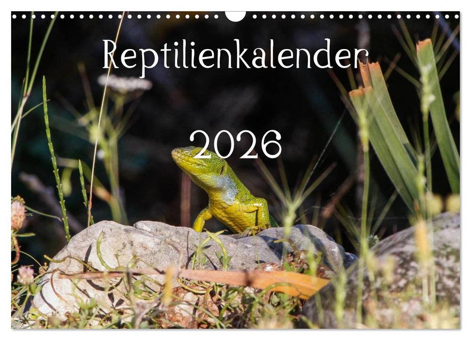 Reptilienkalender 2026 (CALVENDO Wandkalender 2026)