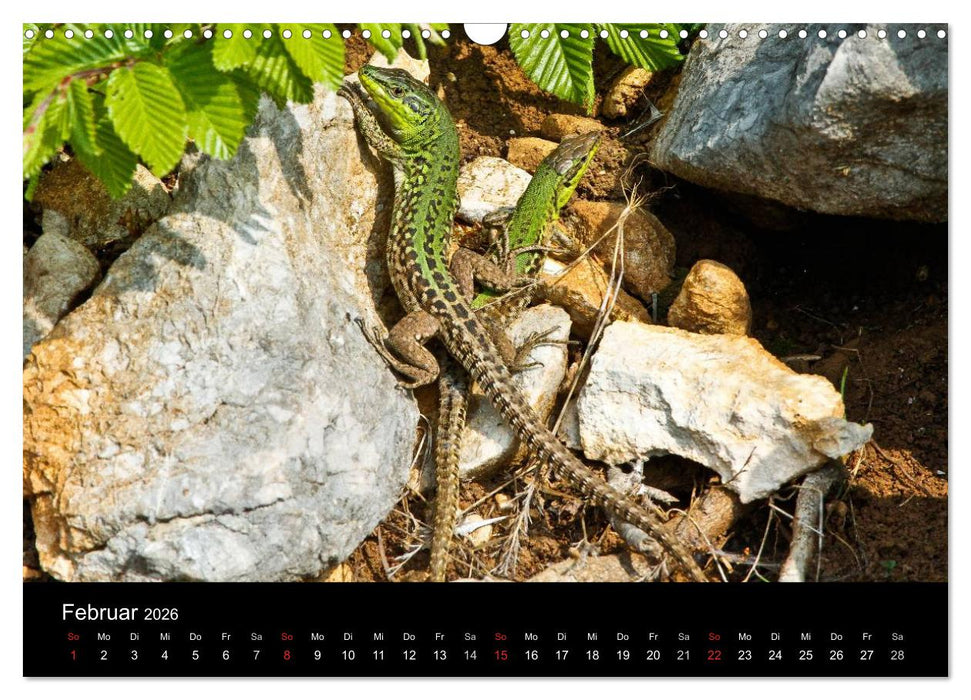 Reptilienkalender 2026 (CALVENDO Wandkalender 2026)