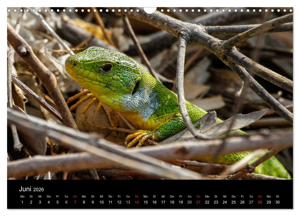 Reptilienkalender 2026 (CALVENDO Wandkalender 2026)