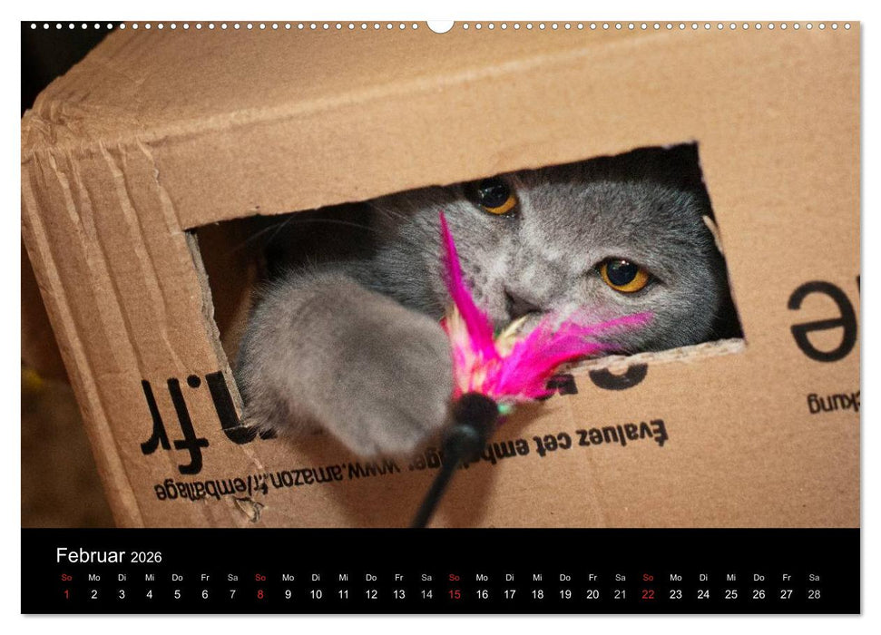 Bärige Schmusetiger - Britisch Kurzhaar (CALVENDO Wandkalender 2026)