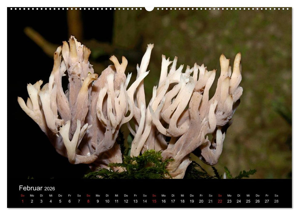 Pilze, Pilze (CALVENDO Premium Wandkalender 2026)