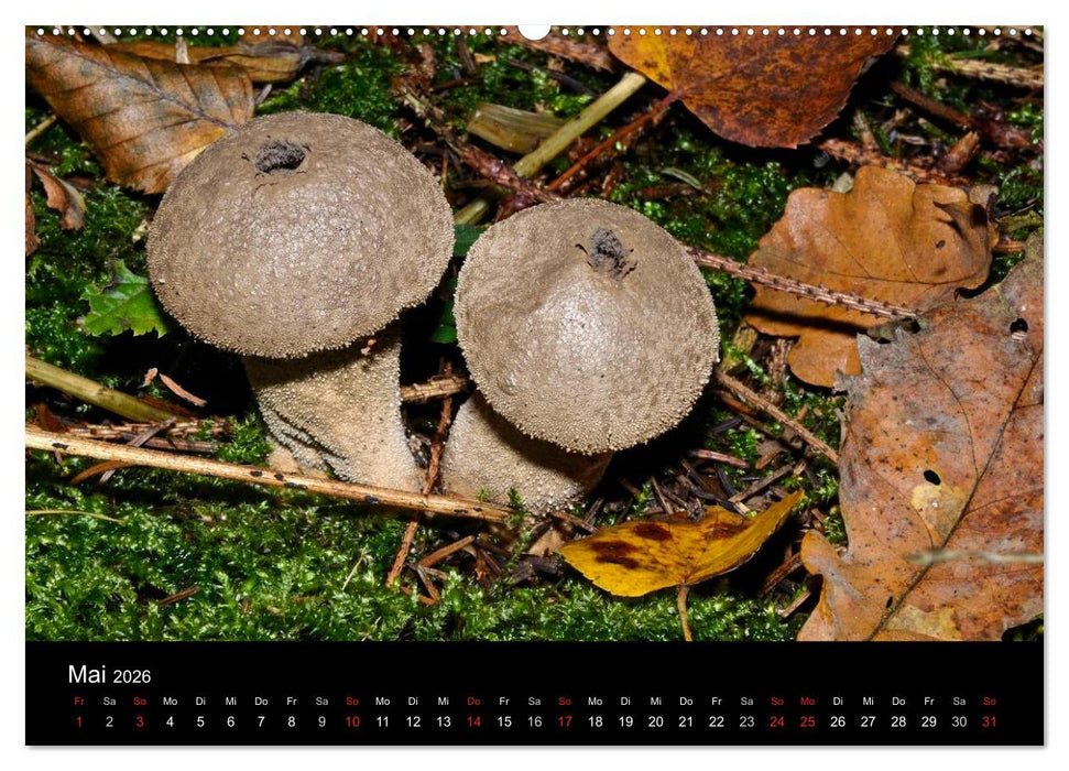 Pilze, Pilze (CALVENDO Premium Wandkalender 2026)