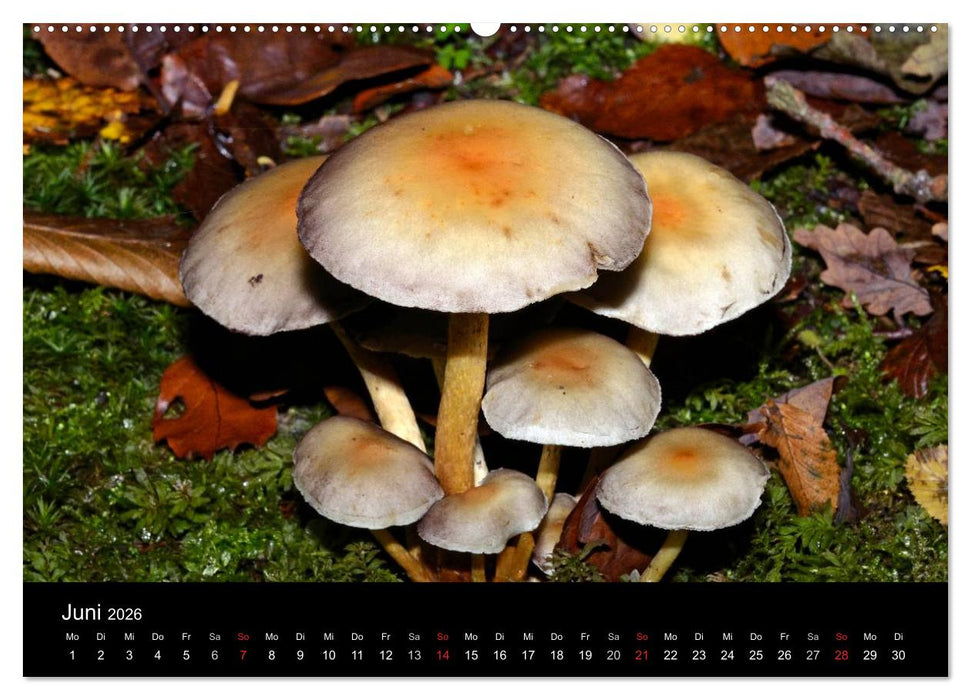 Pilze, Pilze (CALVENDO Premium Wandkalender 2026)