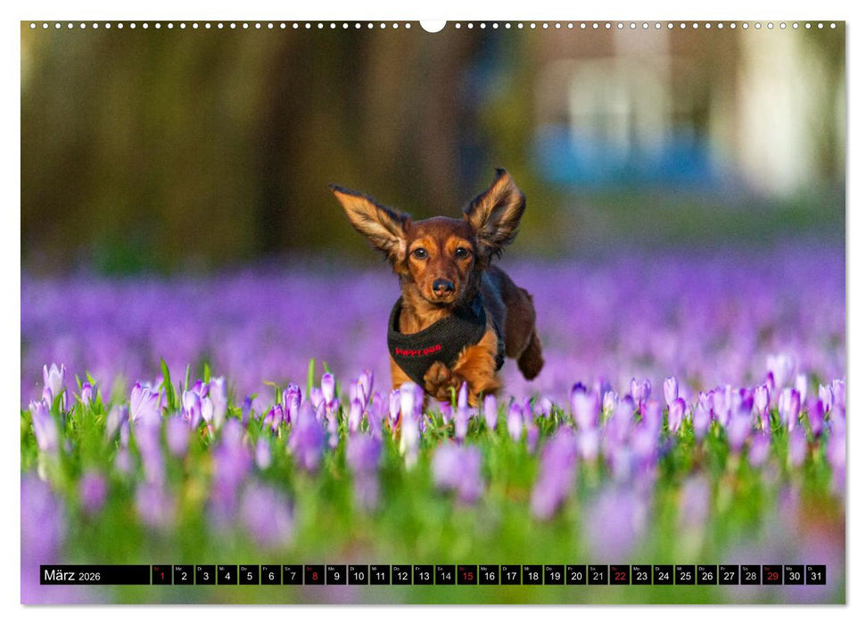 DACKEL 2026 Frech und Liebenwert (CALVENDO Premium Wandkalender 2026)