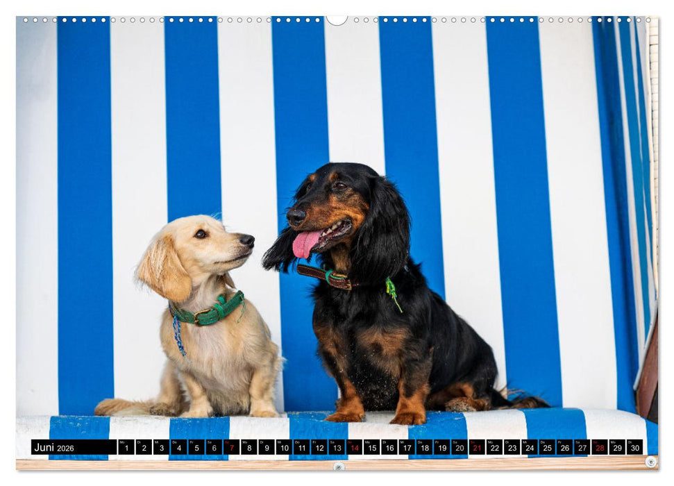 DACKEL 2026 Frech und Liebenwert (CALVENDO Premium Wandkalender 2026)