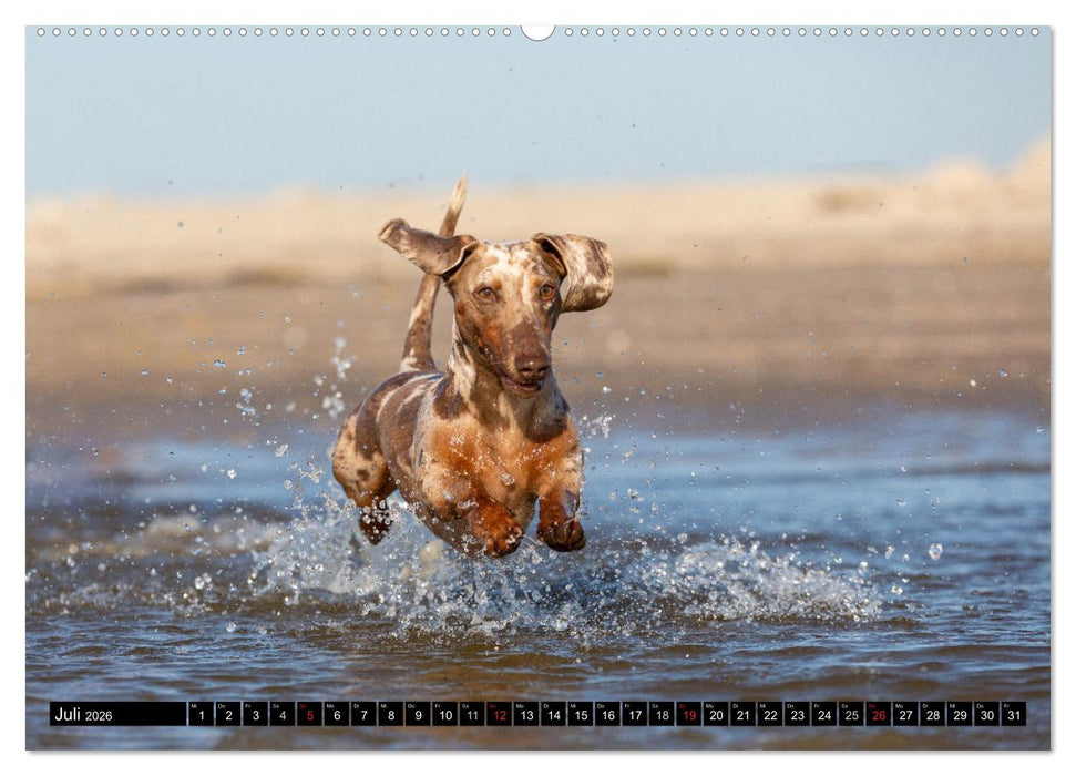 DACKEL 2026 Frech und Liebenwert (CALVENDO Premium Wandkalender 2026)