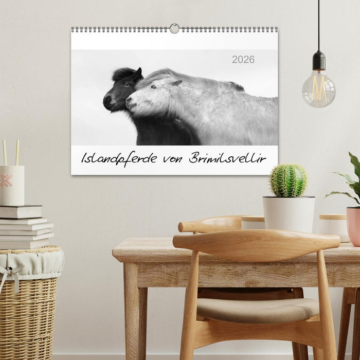 Islandpferde von Brimilsvellir (CALVENDO Wandkalender 2026)