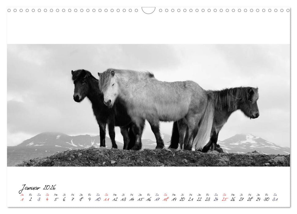 Islandpferde von Brimilsvellir (CALVENDO Wandkalender 2026)