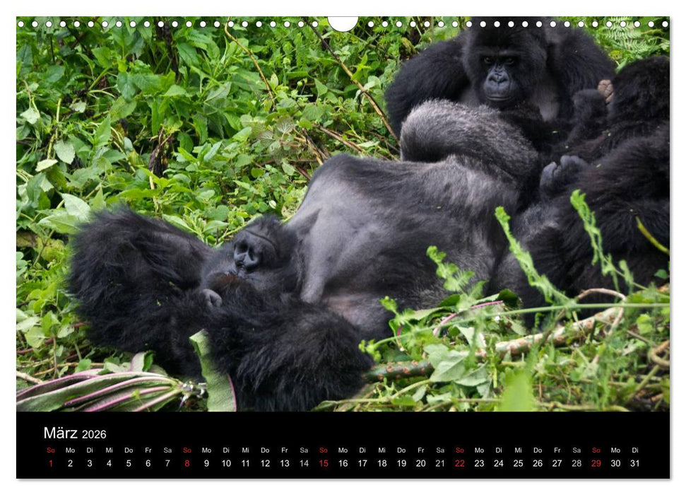 Afrika (CALVENDO Wandkalender 2026)