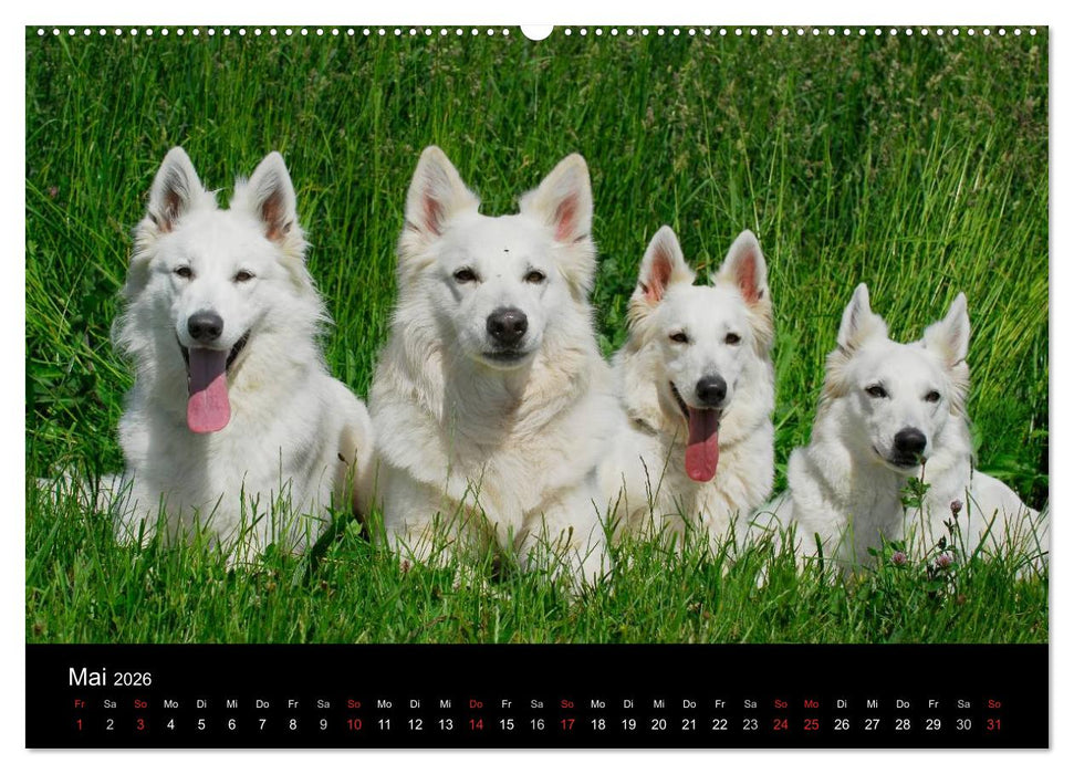 Weißer Schweizer Schäferhund (CALVENDO Premium Wandkalender 2026)