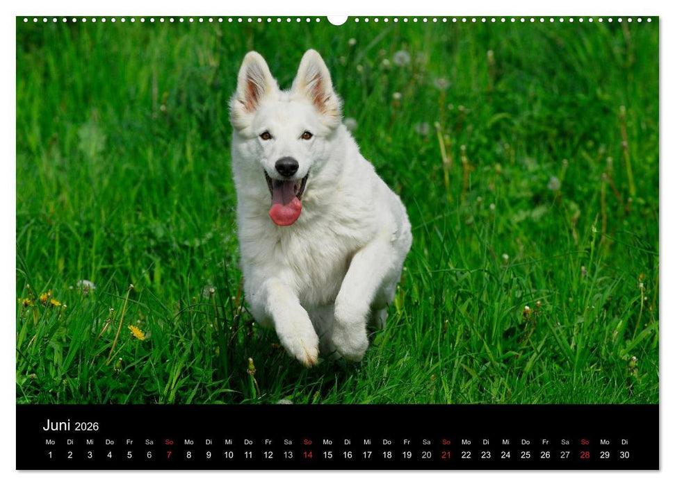 Weißer Schweizer Schäferhund (CALVENDO Premium Wandkalender 2026)