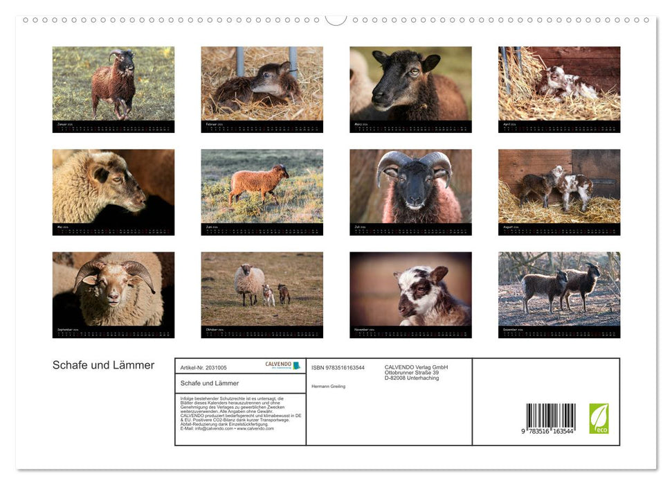 Schafe und Lämmer (CALVENDO Premium Wandkalender 2026)