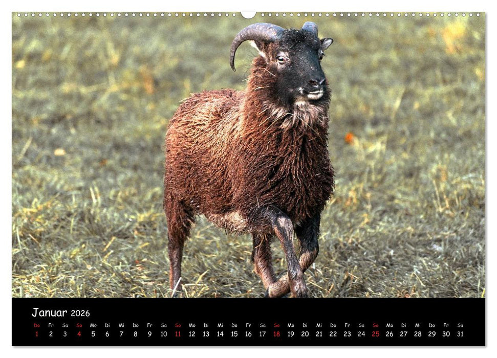 Schafe und Lämmer (CALVENDO Premium Wandkalender 2026)