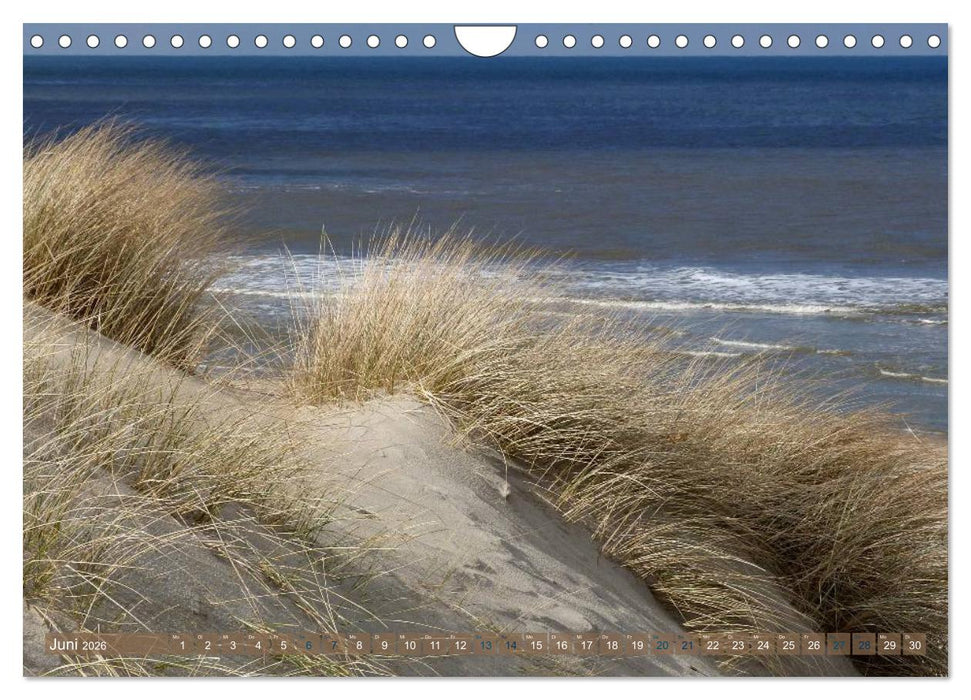 Strandwanderungen auf Texel (CALVENDO Wandkalender 2026)