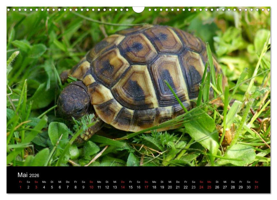 Das Leben der Schildkröten (CALVENDO Wandkalender 2026)