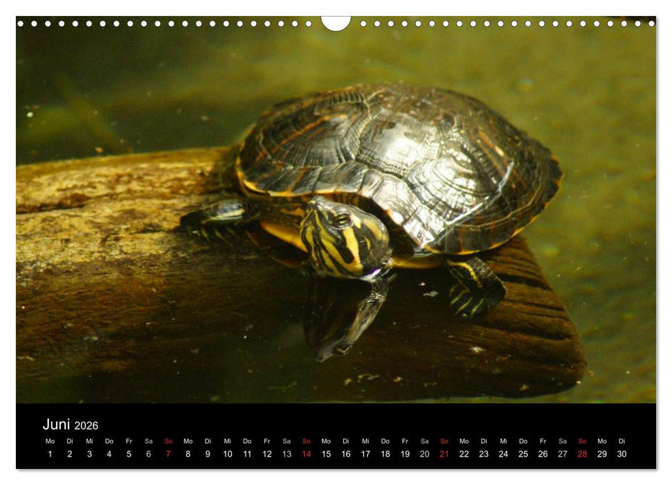 Das Leben der Schildkröten (CALVENDO Wandkalender 2026)