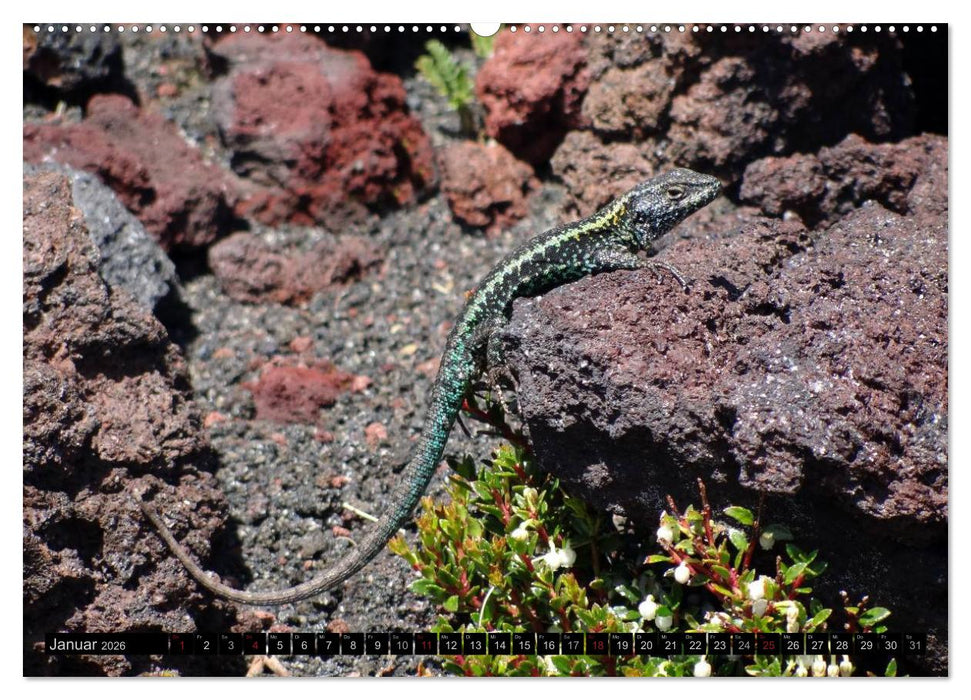 Tanz auf dem Vulkan - Osorno (Chile) (CALVENDO Wandkalender 2026)