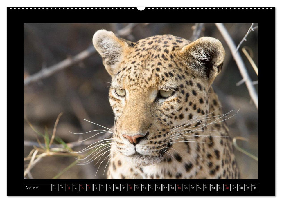 Afrikas Katzen (CALVENDO Wandkalender 2026)
