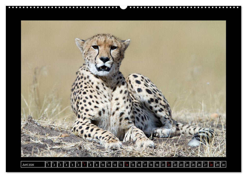 Afrikas Katzen (CALVENDO Wandkalender 2026)