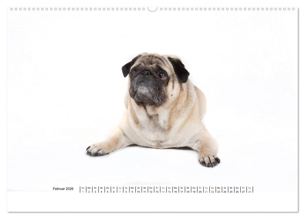 Mops - unwiderstehlich und charmant (CALVENDO Premium Wandkalender 2026)