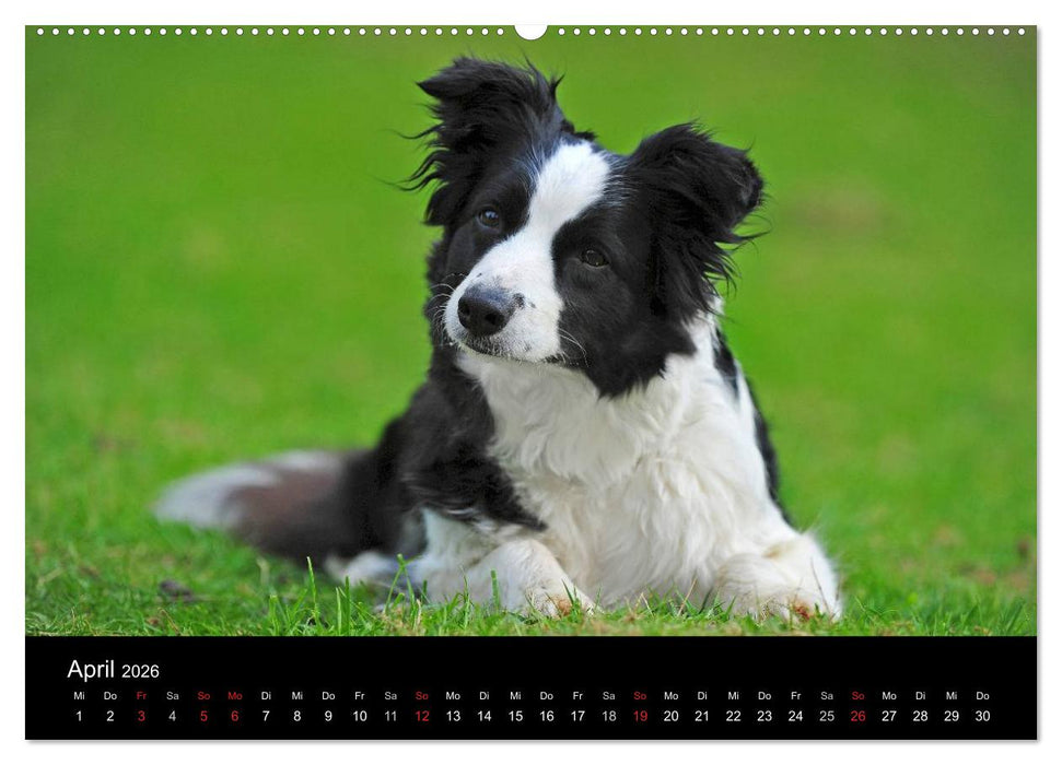 Border Collie 2026 (CALVENDO Premium Wandkalender 2026)