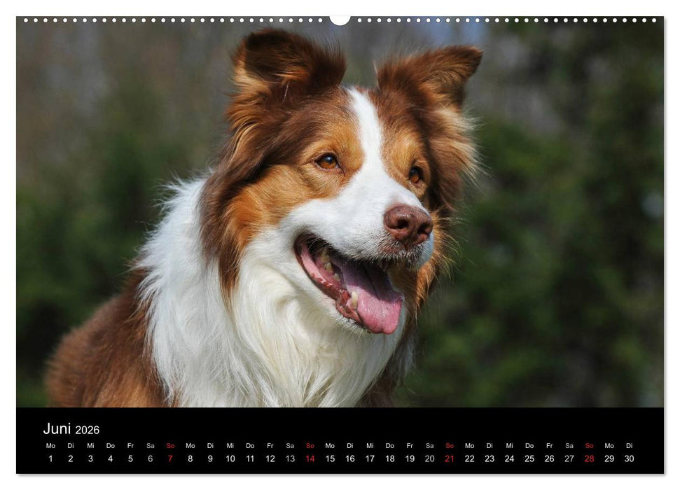 Border Collie 2026 (CALVENDO Premium Wandkalender 2026)