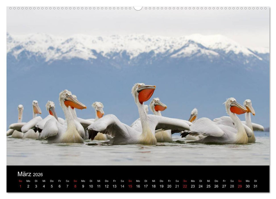 Vögel & Landschaften (CALVENDO Premium Wandkalender 2026)