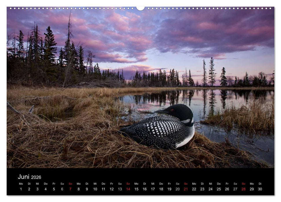 Vögel & Landschaften (CALVENDO Premium Wandkalender 2026)