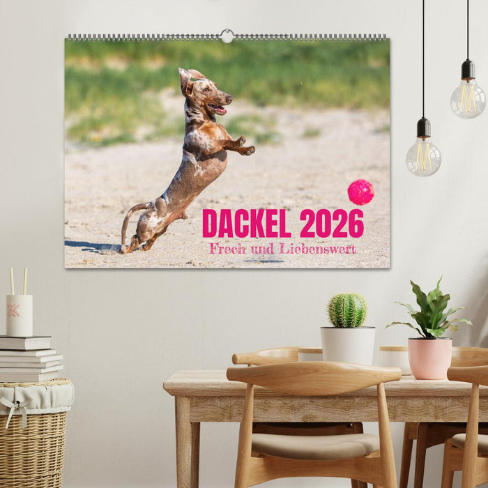 DACKEL 2026 Frech und Liebenwert (CALVENDO Wandkalender 2026)