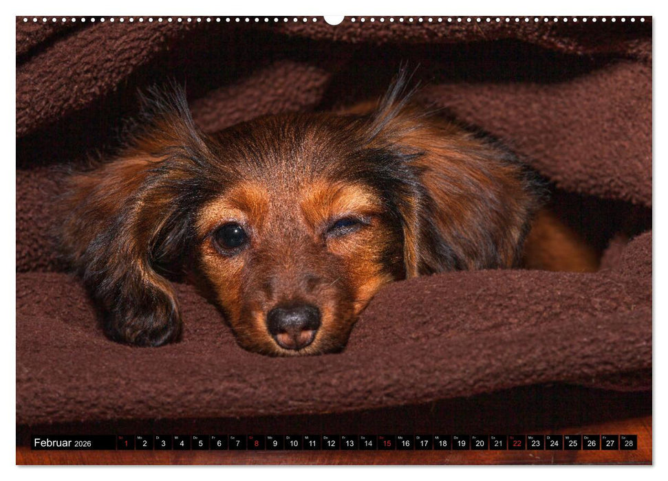DACKEL 2026 Frech und Liebenwert (CALVENDO Wandkalender 2026)