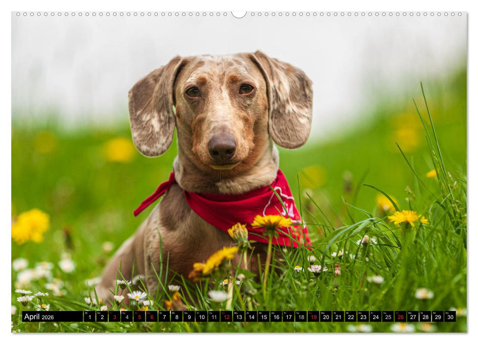 DACKEL 2026 Frech und Liebenwert (CALVENDO Wandkalender 2026)