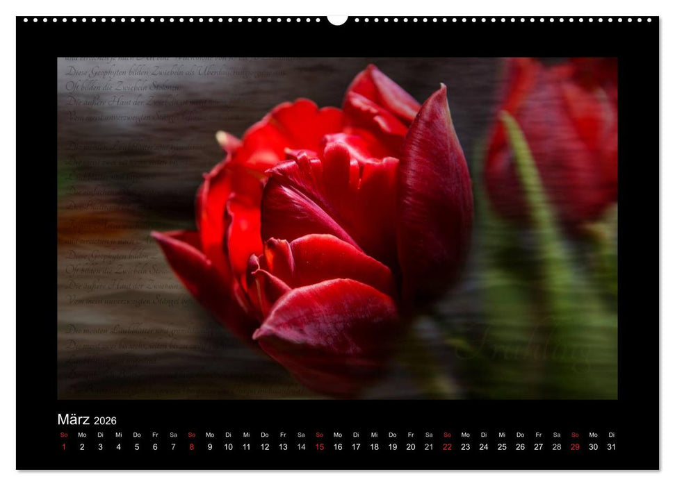 Rot (CALVENDO Premium Wandkalender 2026)