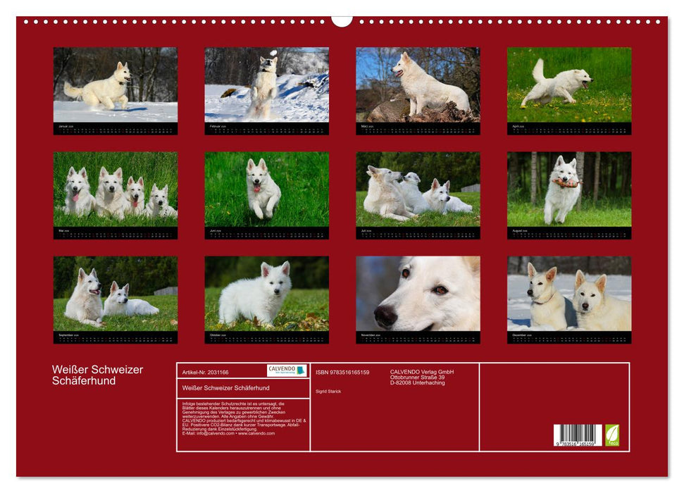 Weißer Schweizer Schäferhund (CALVENDO Wandkalender 2026)