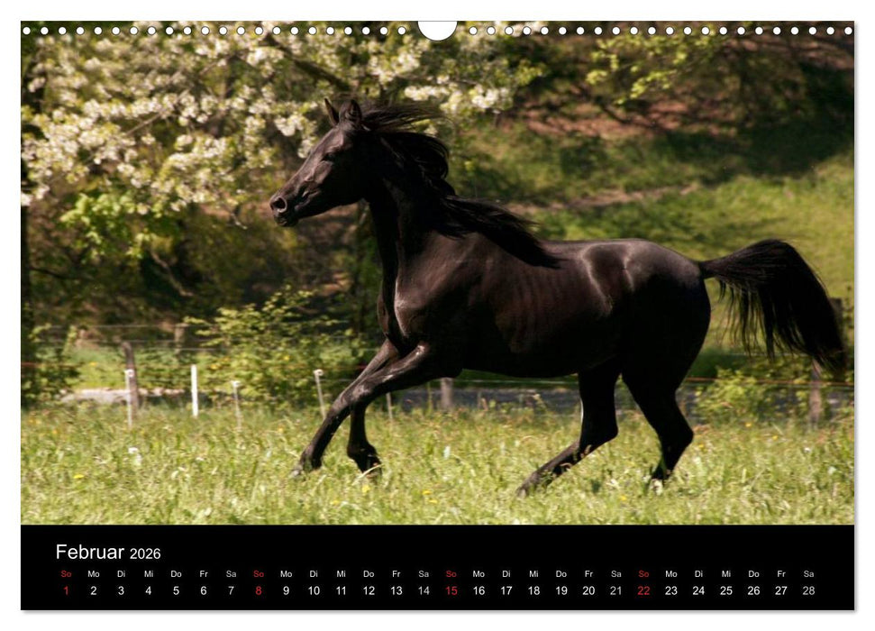 Pferde - mächtig, stolz & schön (CALVENDO Wandkalender 2026)