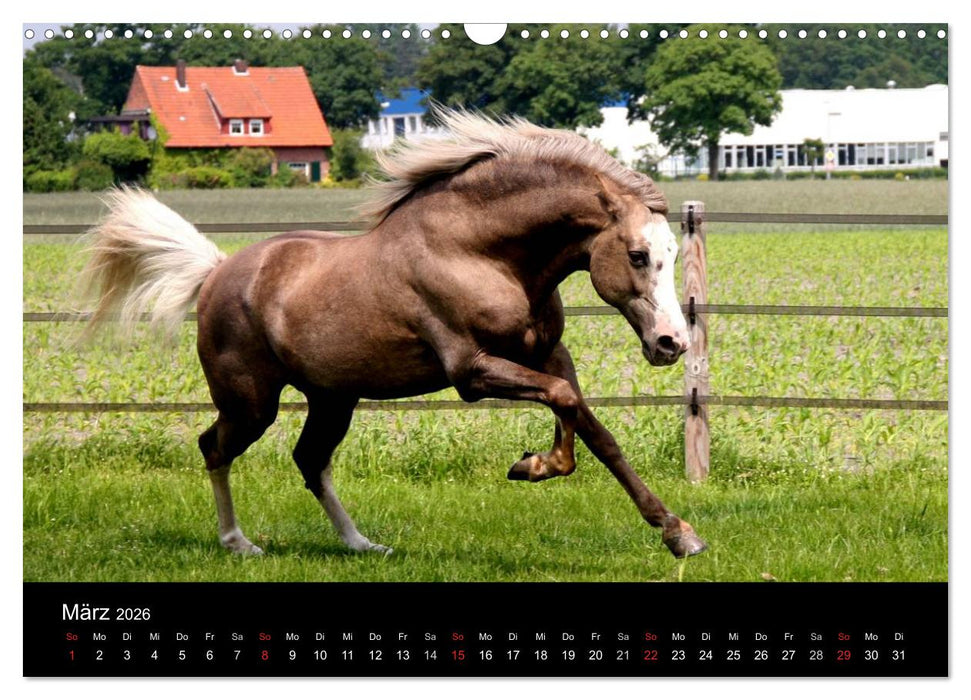 Pferde - mächtig, stolz & schön (CALVENDO Wandkalender 2026)