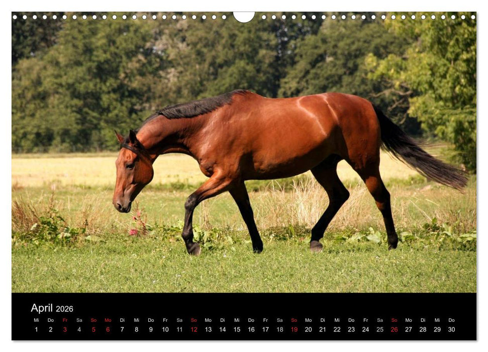 Pferde - mächtig, stolz & schön (CALVENDO Wandkalender 2026)