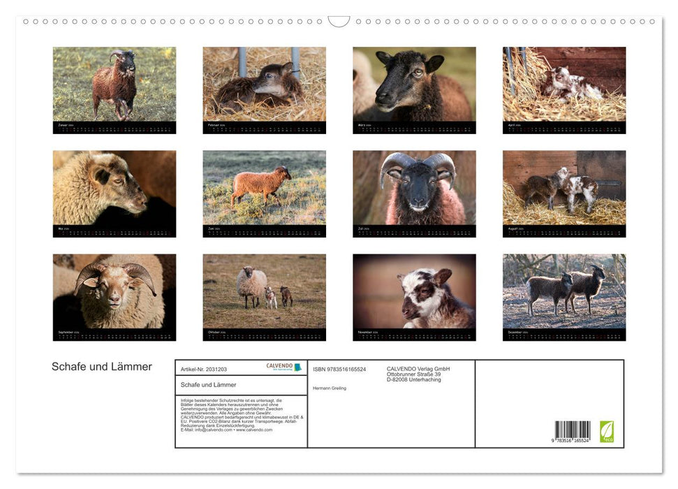 Schafe und Lämmer (CALVENDO Wandkalender 2026)