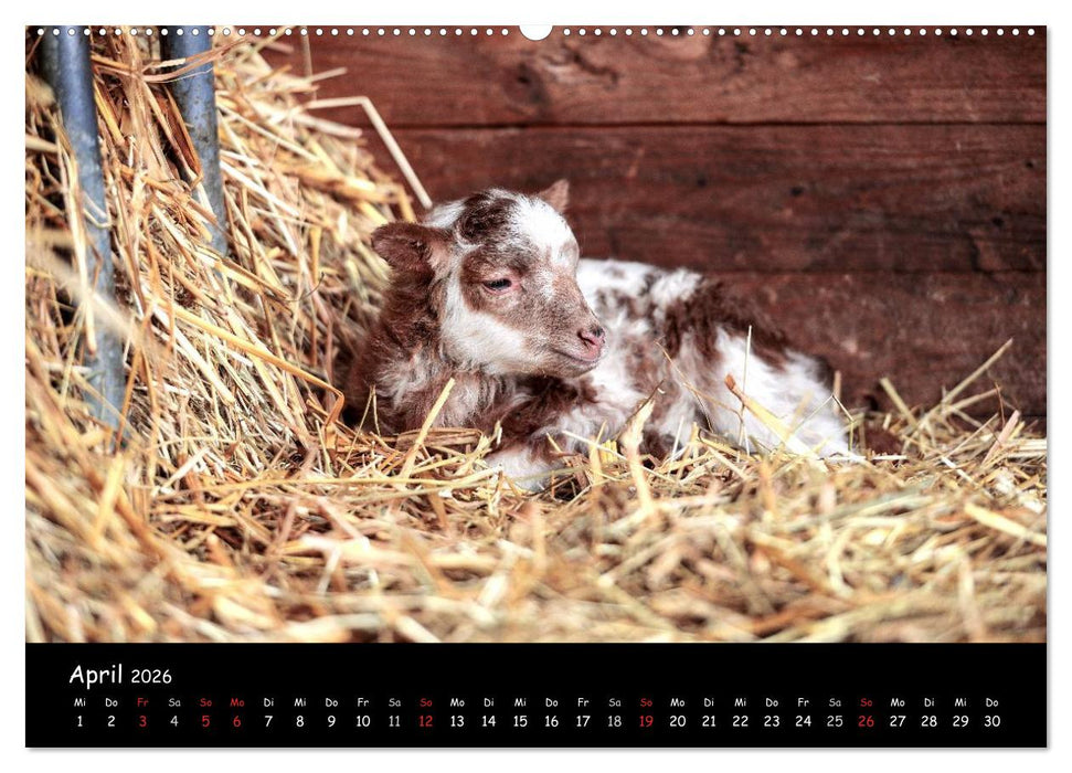 Schafe und Lämmer (CALVENDO Wandkalender 2026)