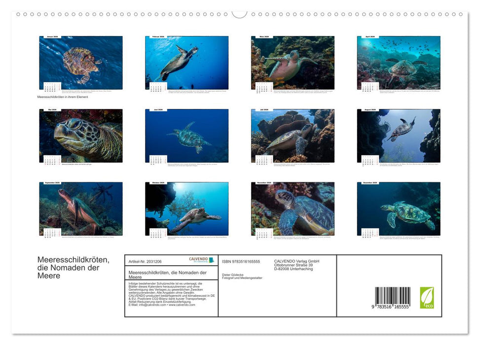 Meeresschildkröten, die Nomaden der Meere (CALVENDO Premium Wandkalender 2026)