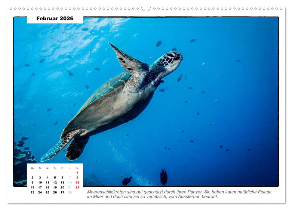 Meeresschildkröten, die Nomaden der Meere (CALVENDO Premium Wandkalender 2026)