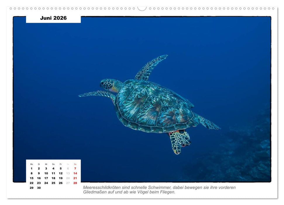 Meeresschildkröten, die Nomaden der Meere (CALVENDO Premium Wandkalender 2026)