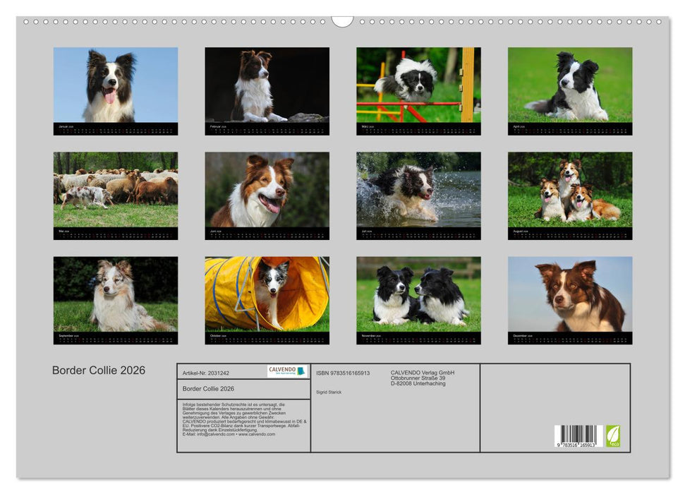 Border Collie 2026 (CALVENDO Wandkalender 2026)