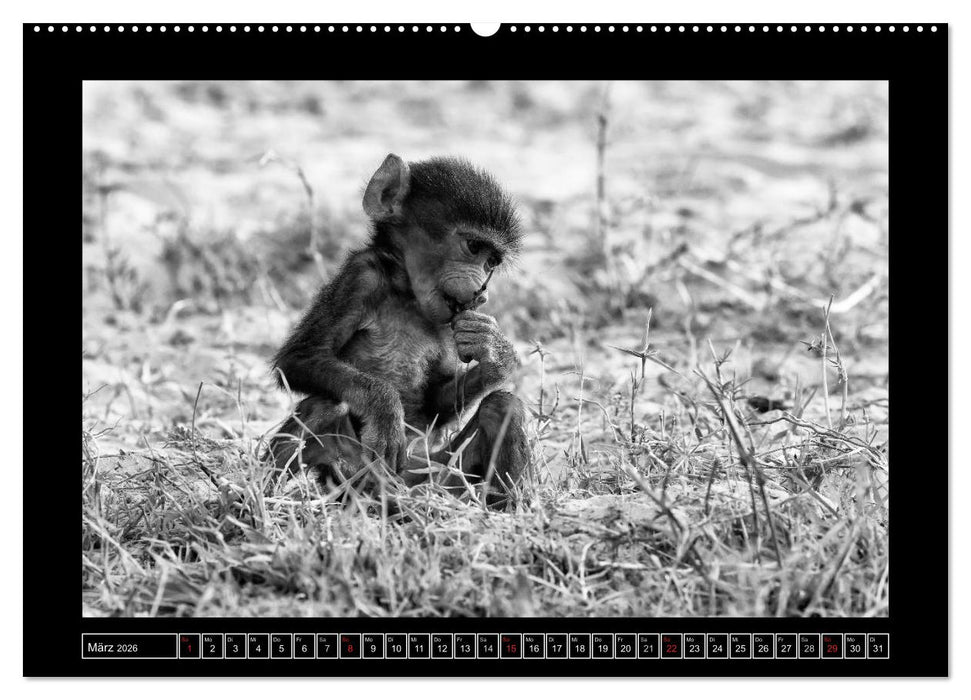 Afrika Schwarz - Weiss (CALVENDO Wandkalender 2026)