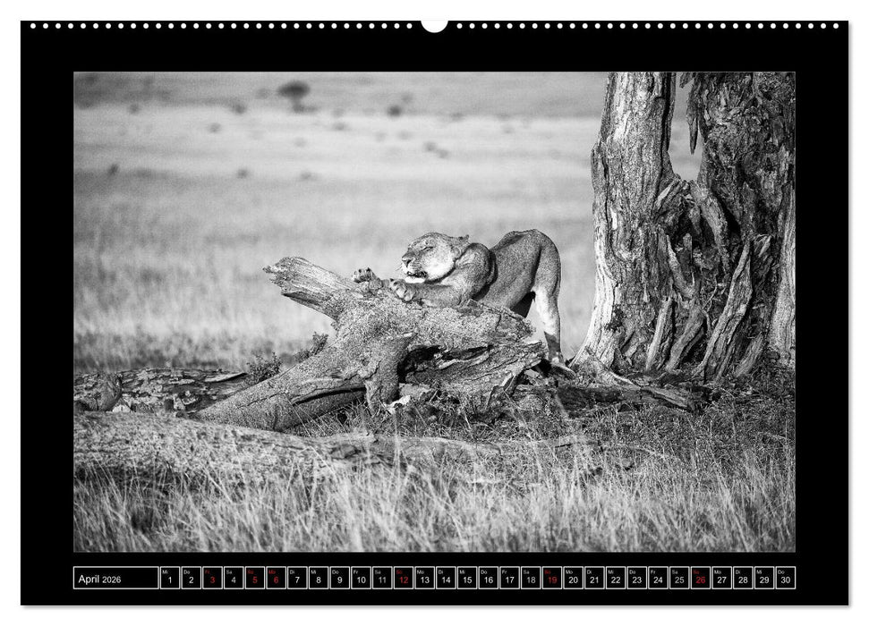 Afrika Schwarz - Weiss (CALVENDO Wandkalender 2026)