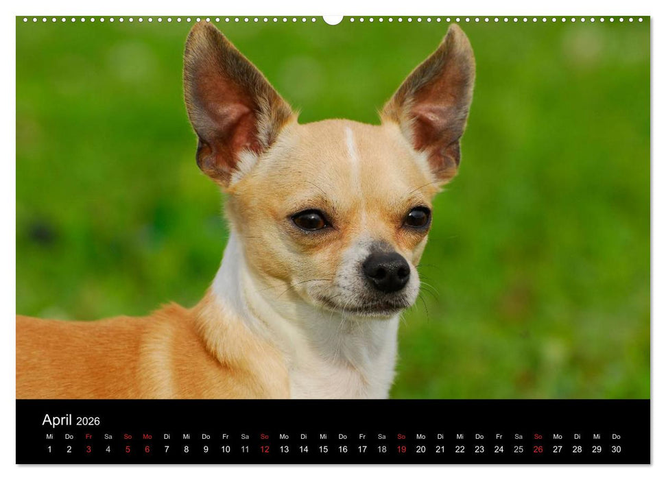 Chihuahua - Kleine Hunde ganz groß (CALVENDO Wandkalender 2026)