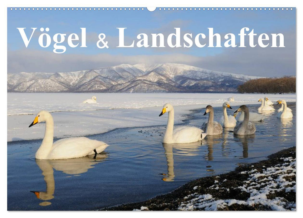 Vögel & Landschaften (CALVENDO Wandkalender 2026)
