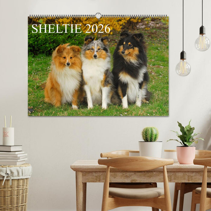 Sheltie 2026 (CALVENDO Wandkalender 2026)