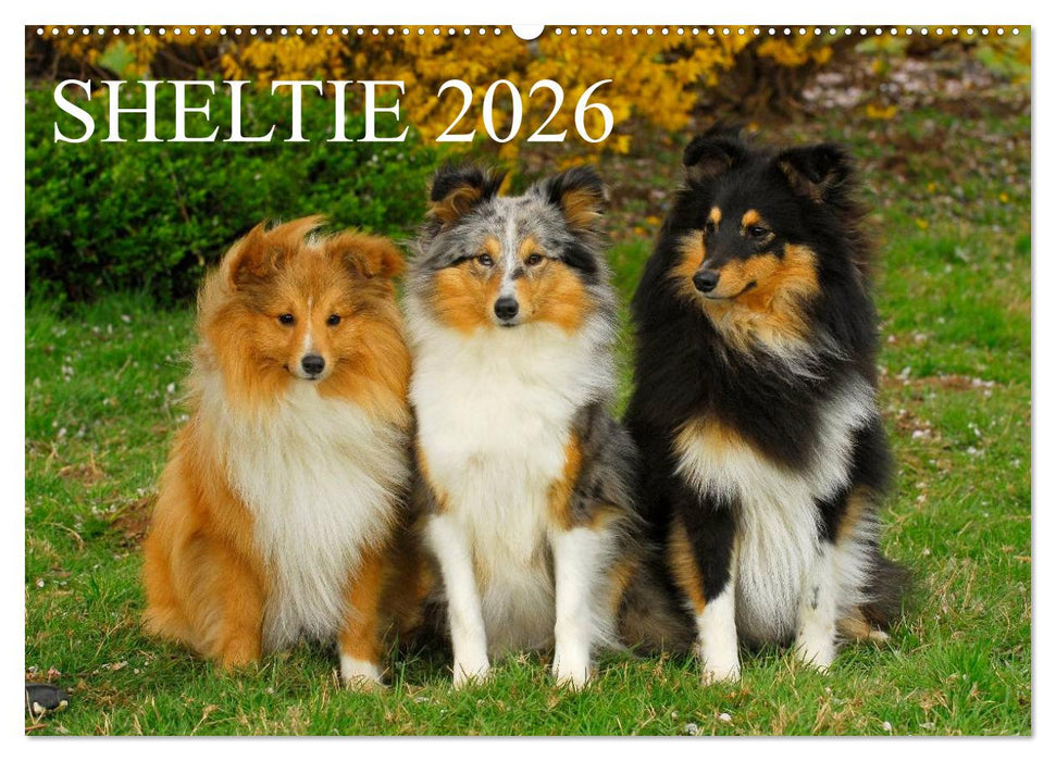 Sheltie 2026 (CALVENDO Wandkalender 2026)