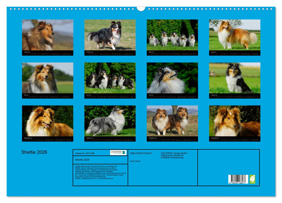 Sheltie 2026 (CALVENDO Wandkalender 2026)