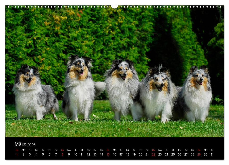 Sheltie 2026 (CALVENDO Wandkalender 2026)